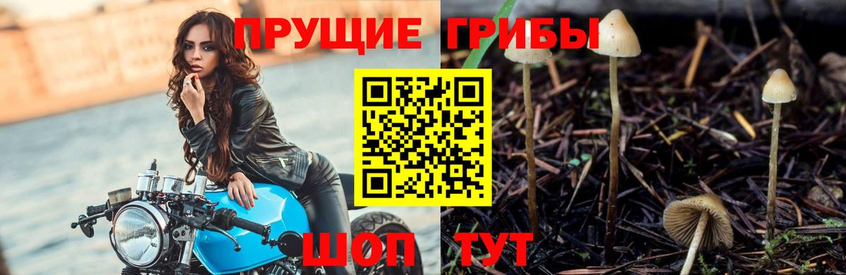 Шелехов  Галлюциногенные грибы Cubensis  Вход с VPN  Псилоцибиновые грибы ЛСД 